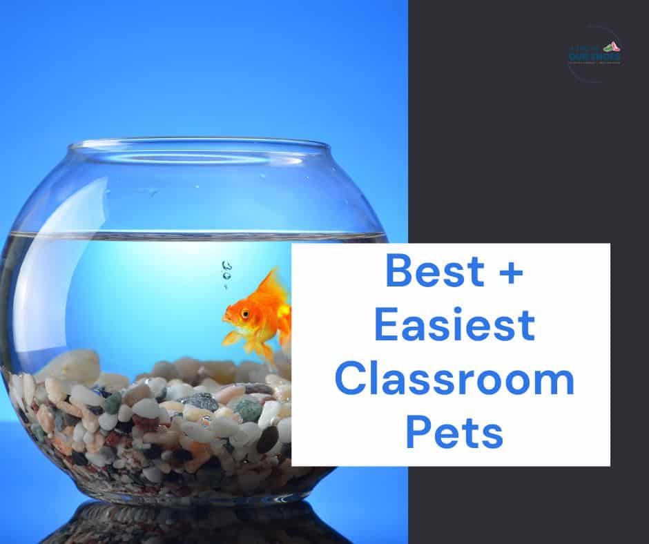 Goldfish in a bowl with colorful gravel, promoting classroom pet ideas.
