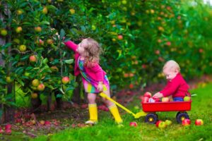 A young girl picks apples from an orchard while pulling a red wagon. A young boy sits in the wagon, surrounded by apples. Both children are dressed in colorful clothing and are enjoying apple picking nj on a grassy day out.