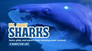 Close-up of a great white shark with open mouth in ocean.