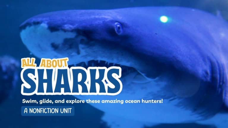 Close-up of a great white shark with open mouth in ocean.