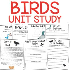 Bird study unit for elementary students with printable activities and fact sheets.
