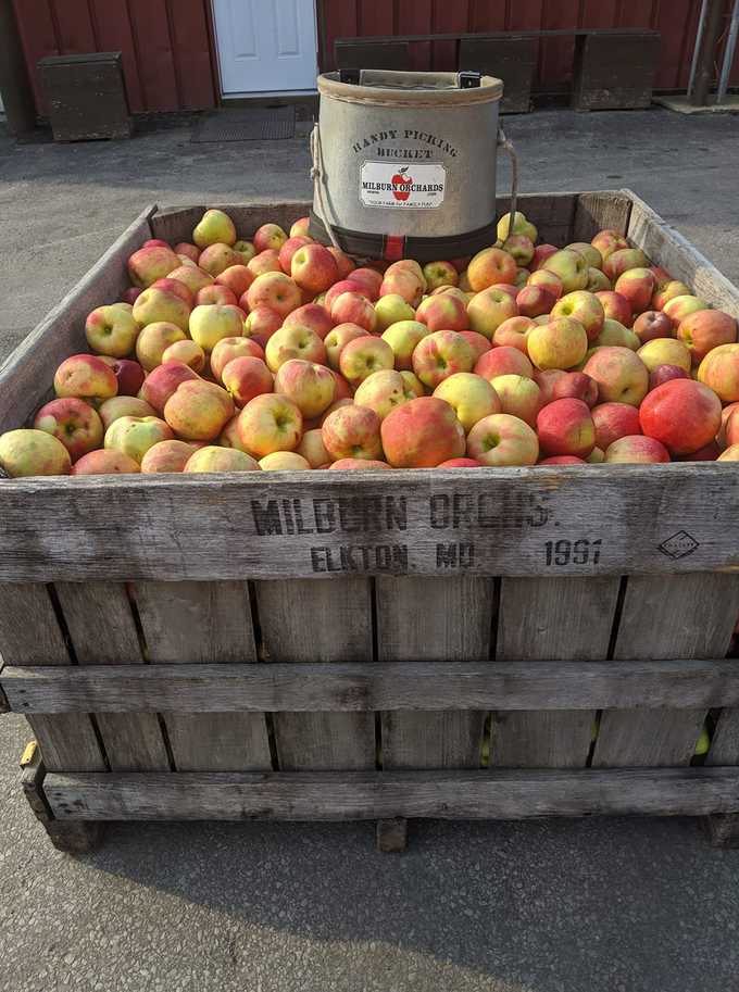 A bin of apples at milburn orchards