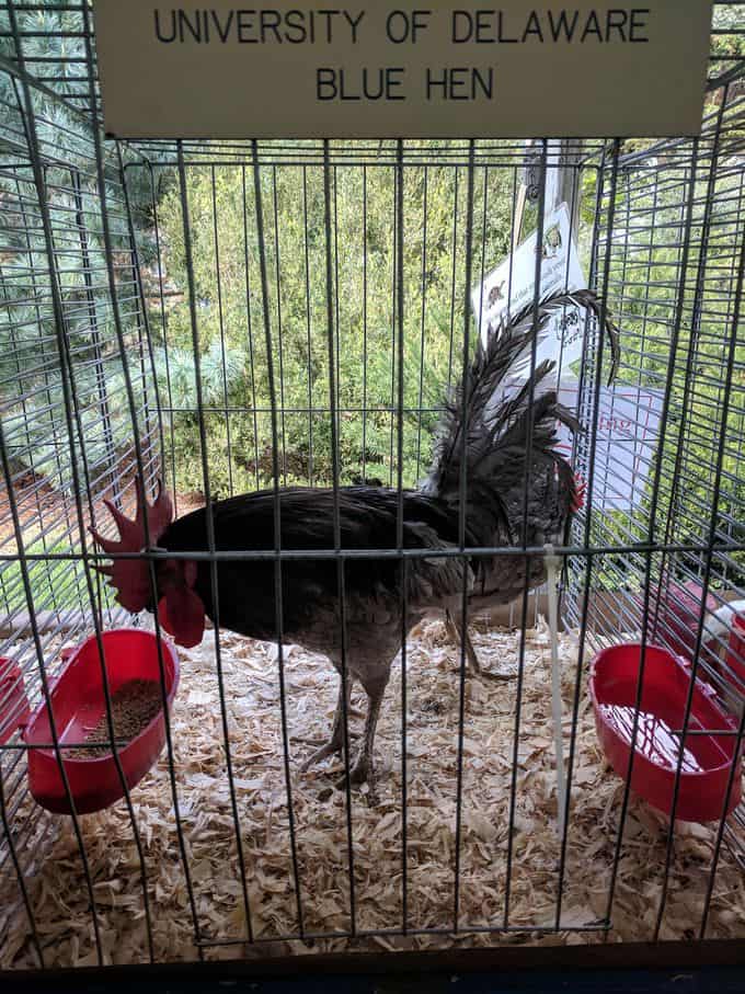 Delaware blue hen