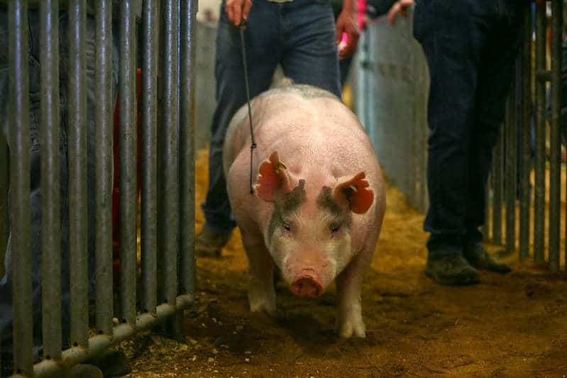 Farm show pigs
