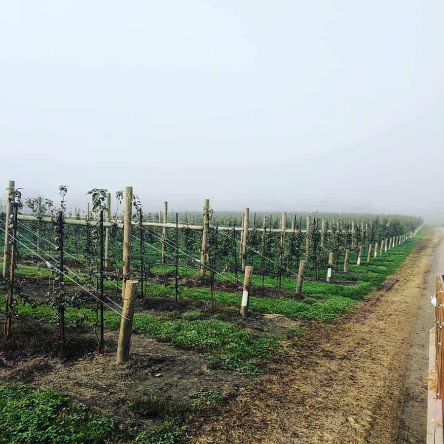 View from the hayride at milburn orchards