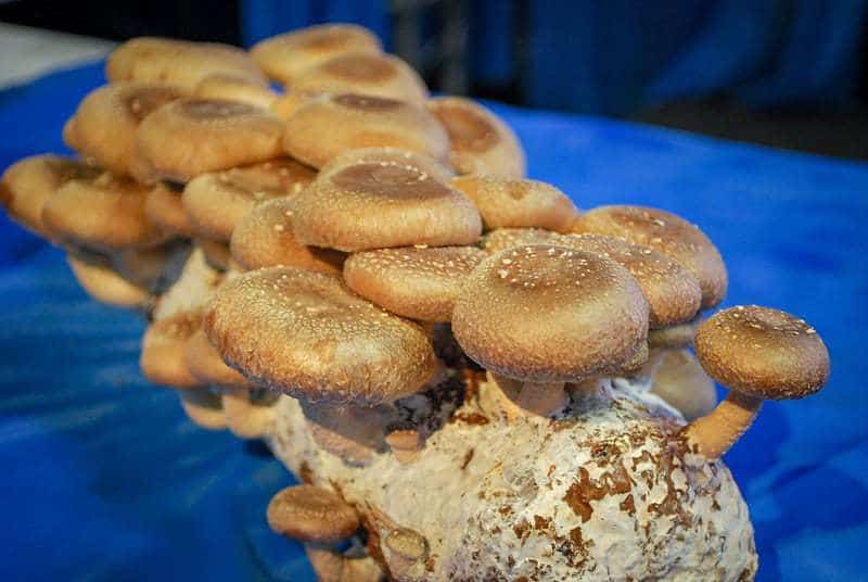 Kennett square mushrooms