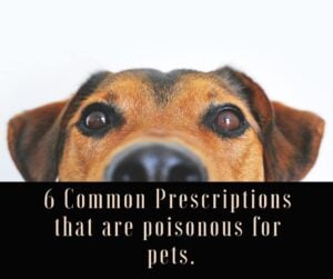Medicine poisonous for dogs cute dog eyes peeping
