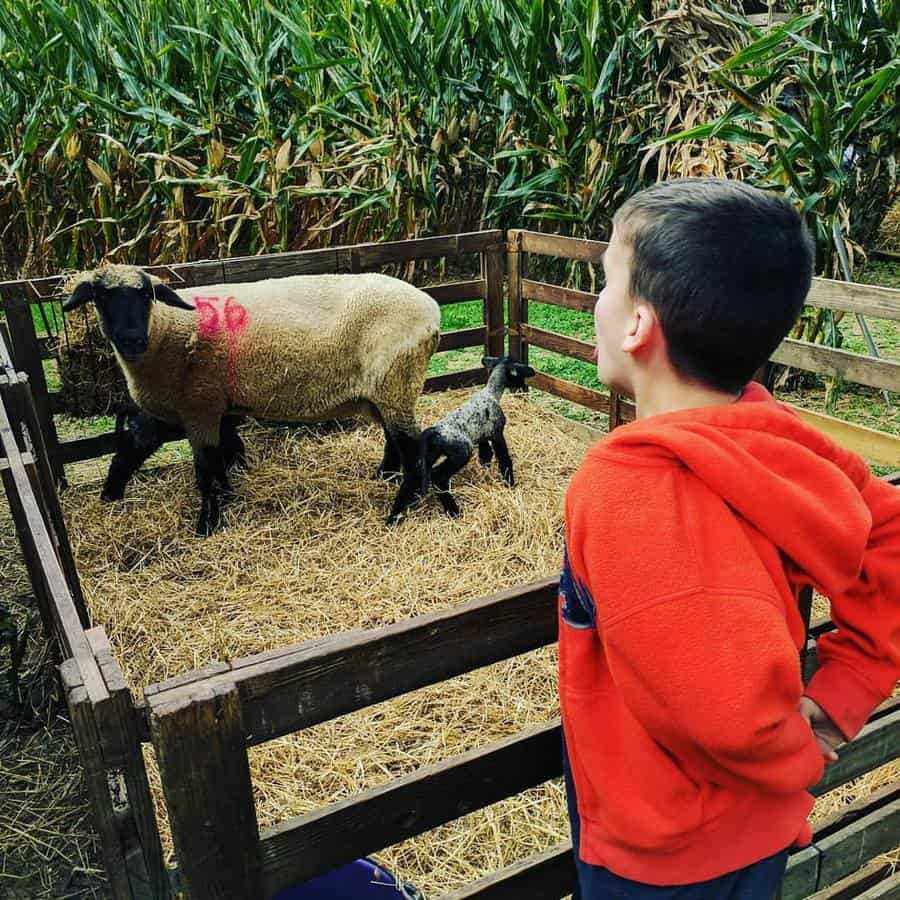 The sheep at lytle's pumpkin patch.